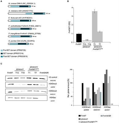 Biosynthesis of Fusapyrone Depends on the H3K9 Methyltransferase, FmKmt1, in Fusarium mangiferae